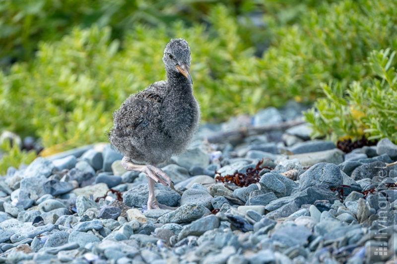 Klippen-Austernfischer (Black Oystercatcher)