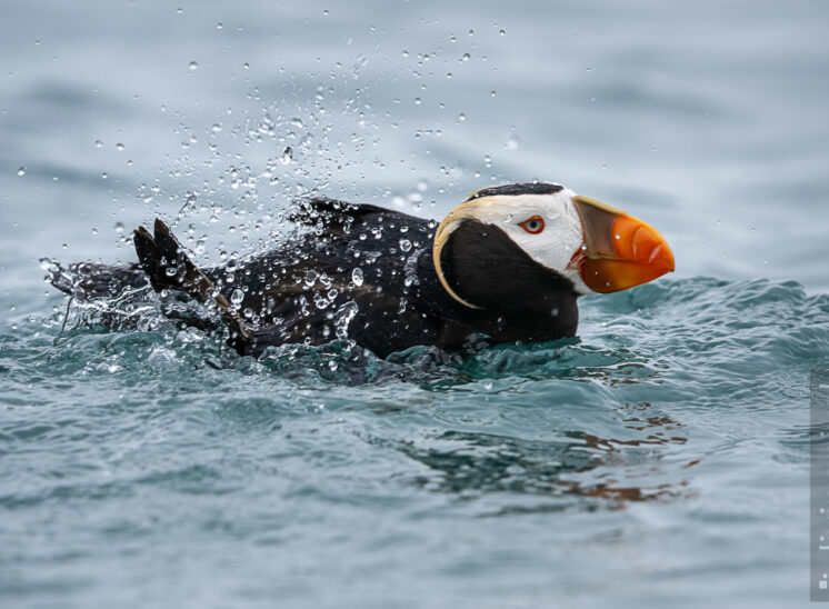 Gelbschopflund (Tufted Puffin )