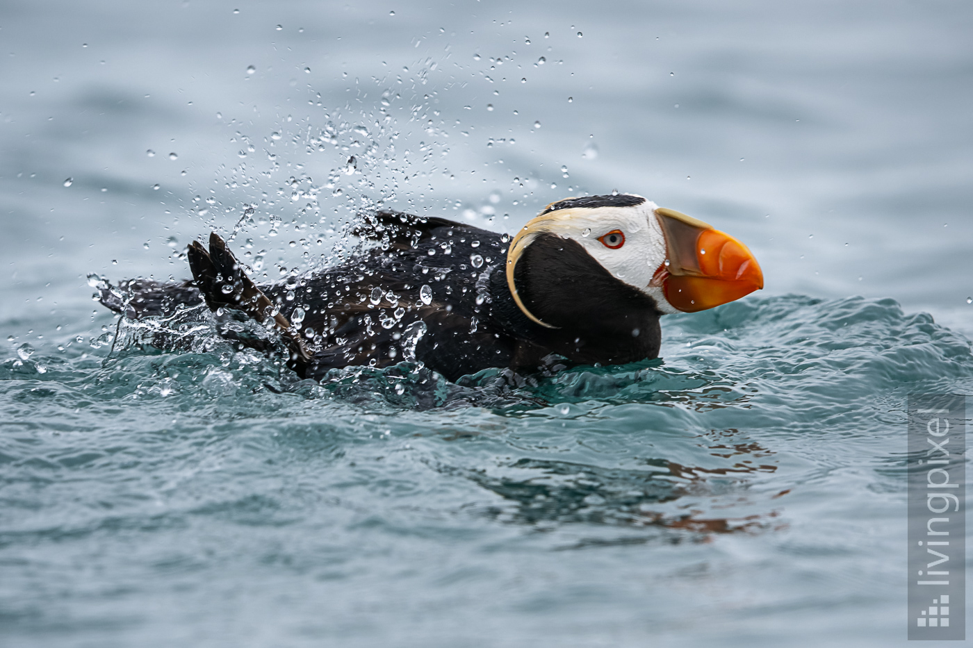 Gelbschopflund (Tufted Puffin )