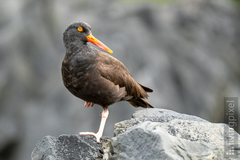 Klippen-Austernfischer (Black Oystercatcher)