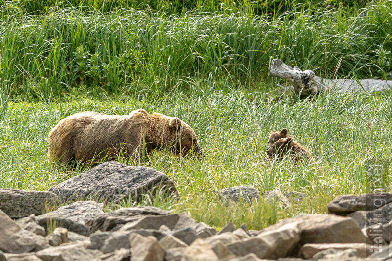 Braunbär (Brown bear)