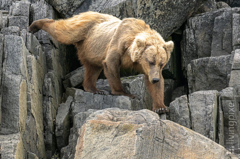 Braunbär (Brown bear)