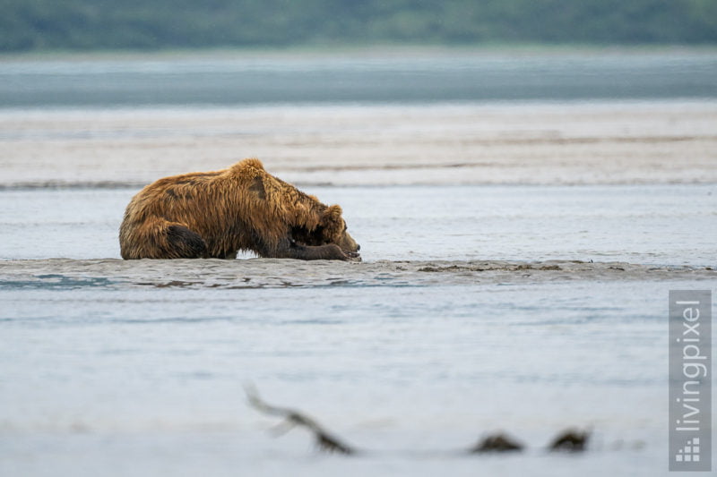 Braunbär (Brown bear)