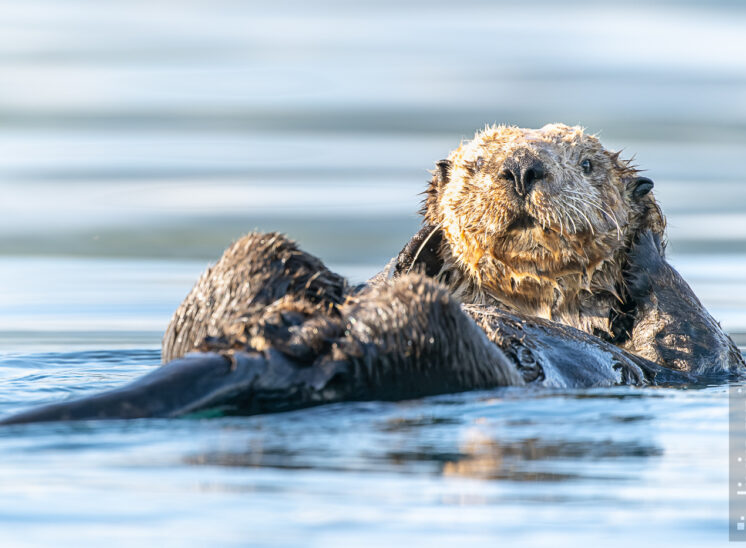 Seeotter (Sea otter)