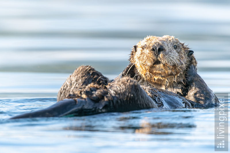 Seeotter (Sea otter)