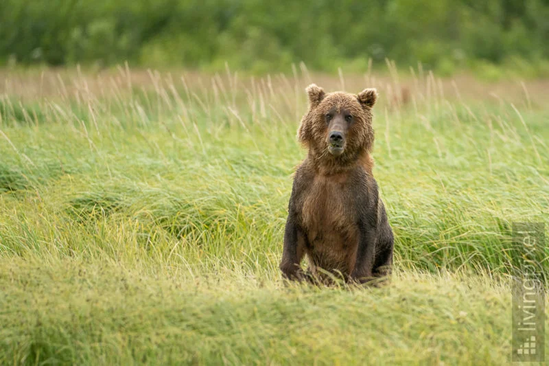 Braunbär (Brown bear)