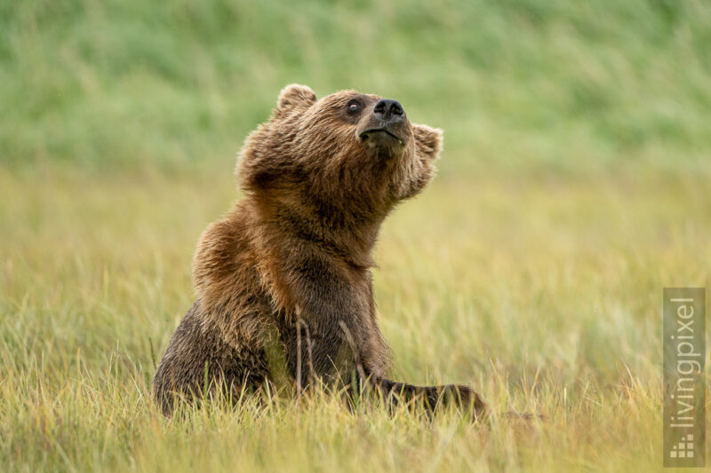 Braunbär (Brown bear)