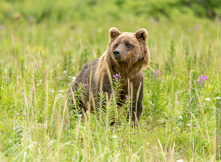 Braunbär (Brown bear)