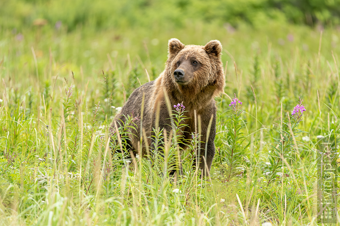 Braunbär (Brown bear)