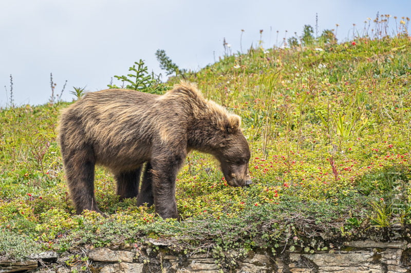 Braunbär (Brown bear)