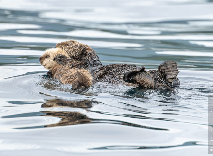 Seeotter (Sea otter)