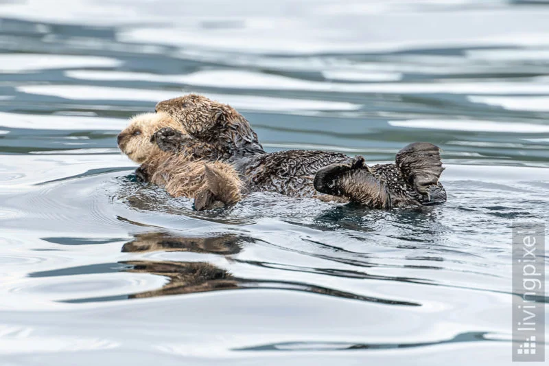 Seeotter (Sea otter)