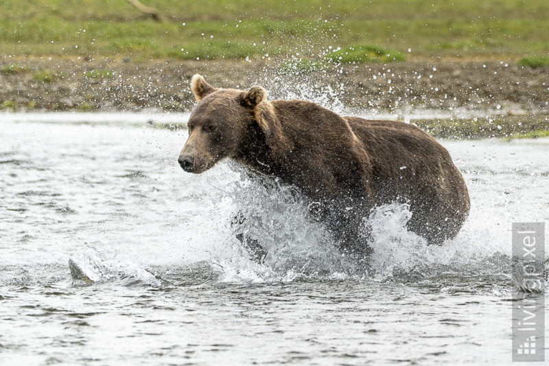 Braunbär (Brown bear)