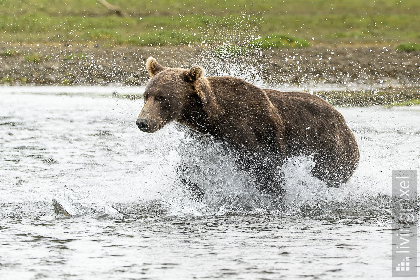 Braunbär (Brown bear)