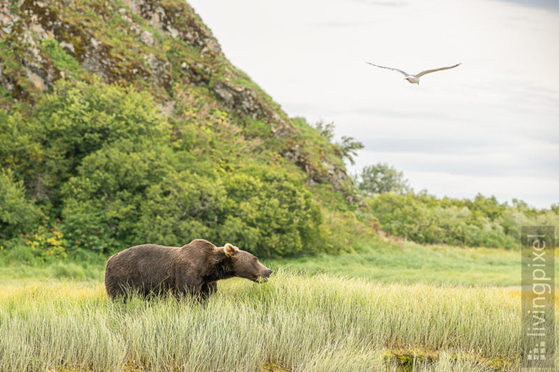 Braunbär (Brown bear)