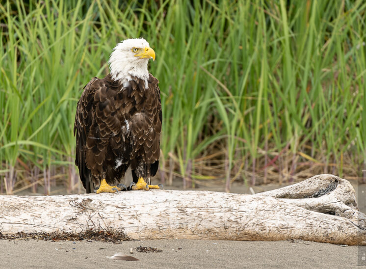 Weißkopfseeadler (Bald eagle)