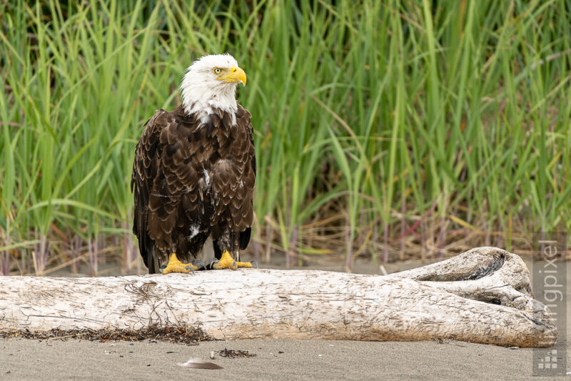 Weißkopfseeadler (Bald eagle)