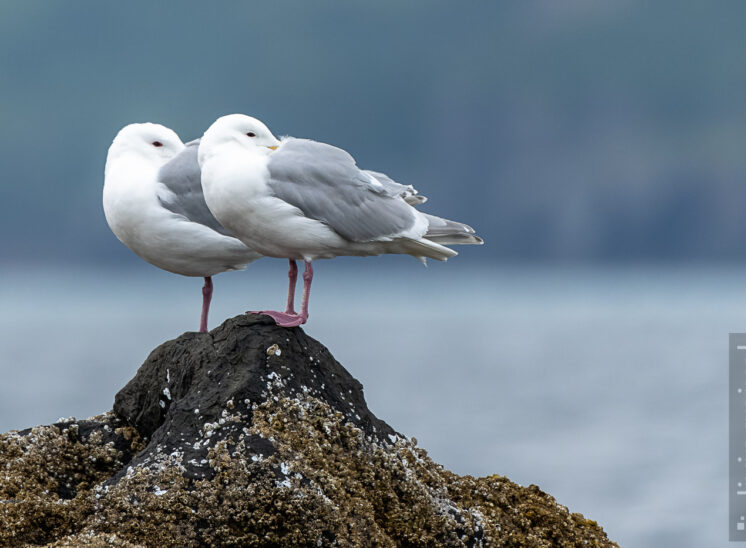 Sturmmöwe (Mew gull)