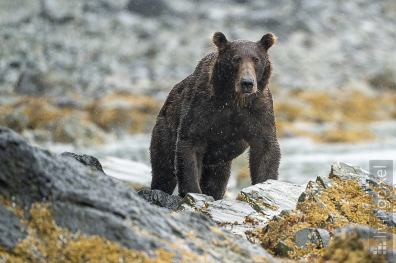 Braunbär (Brown bear)