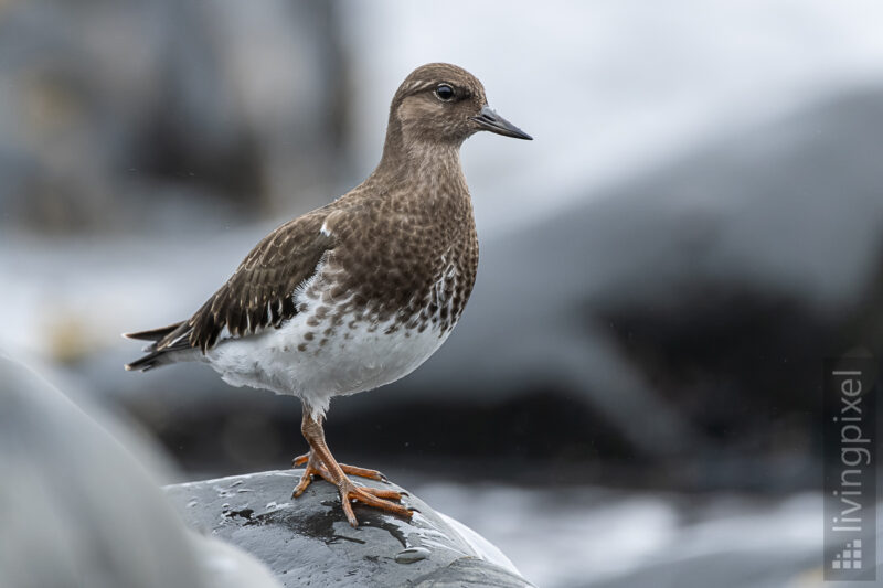 Schwarzkopf-Steinwälzer (Black turnstone)