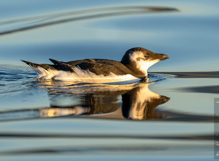 Jugendlicher Tordalk (Juvenile Razorbill)