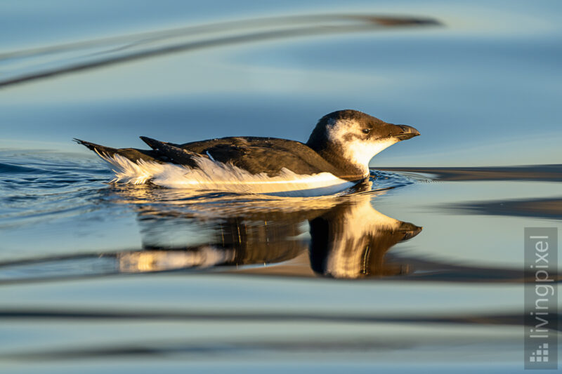 Jugendlicher Tordalk (Juvenile Razorbill)