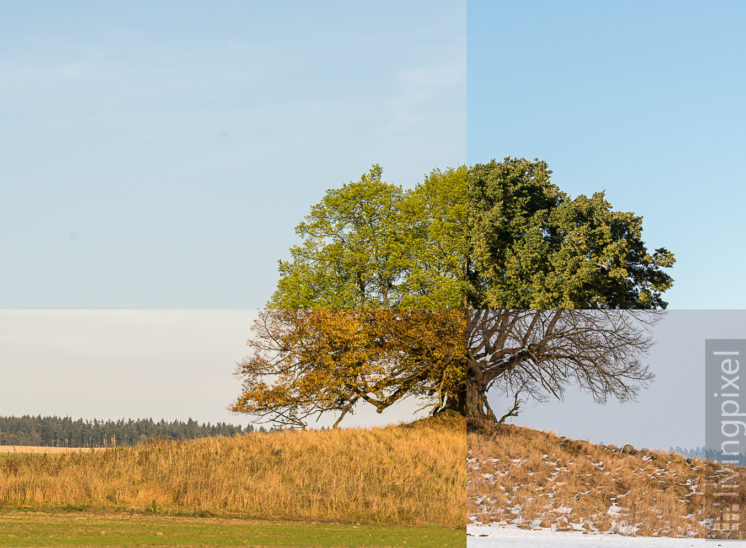 Unschuldslinde (Collage Jahreszeiten)