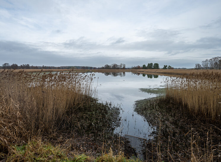 Blumberger Fischteiche im Winter