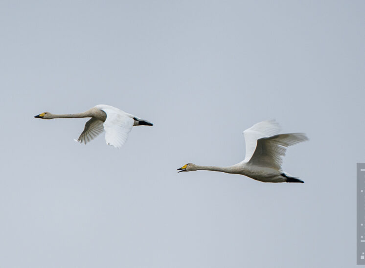 Singschwan (Whooper swan)