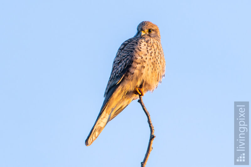 Turmfalke (Common Krestel)