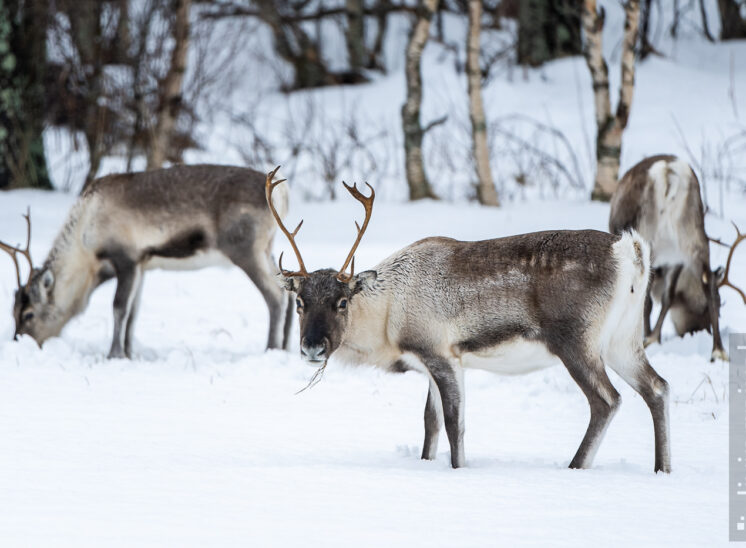 Rentiere im Schnee