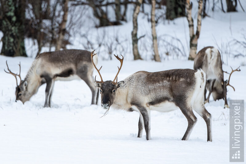 Rentiere im Schnee