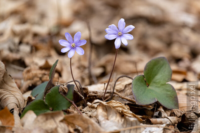 Leberblümchen (Anemone hepatica)