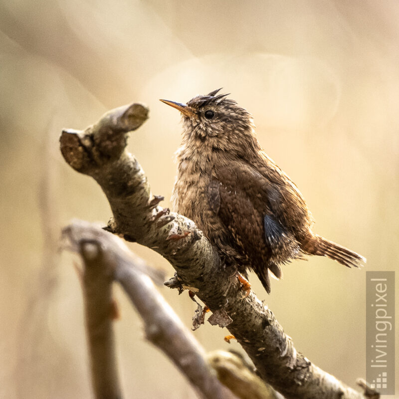 Zaunkönig (Eurasian wren)