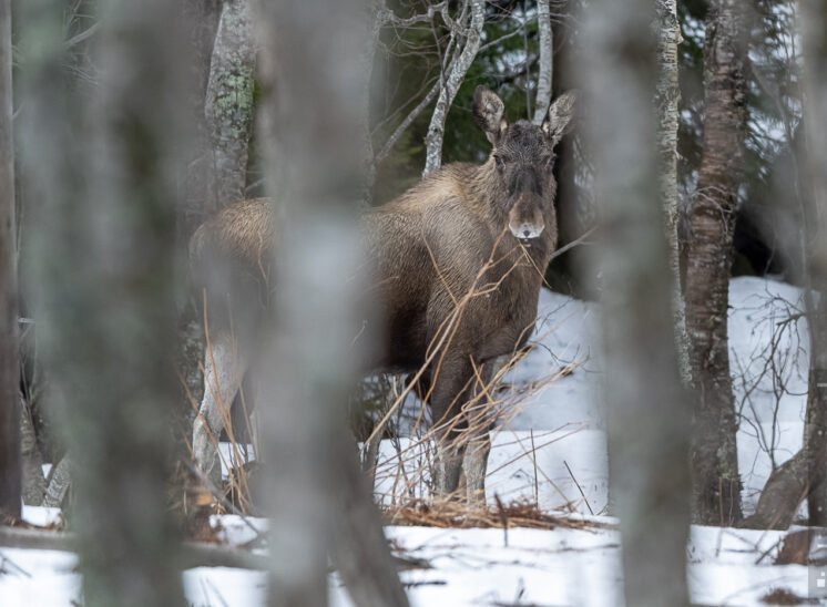 Elche (Moose)