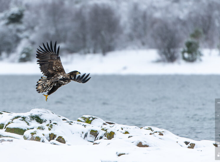 Seeadler (White-tailed eagle)