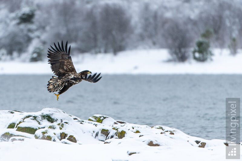 Seeadler (White-tailed eagle)