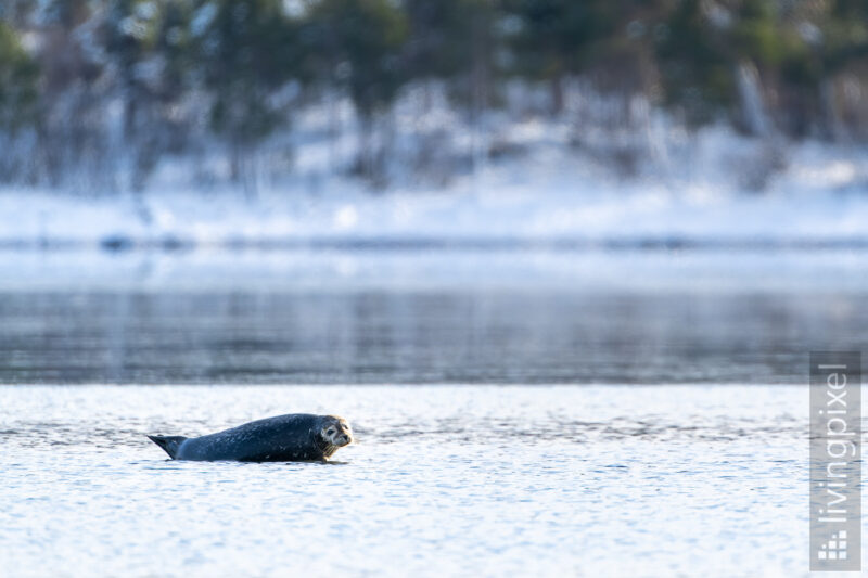 Seehund (Harbor seal)