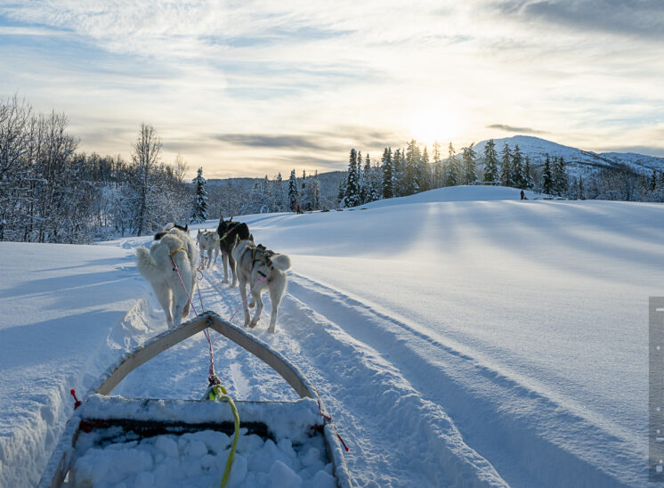 Husky-Tour in den Sonnenuntergang