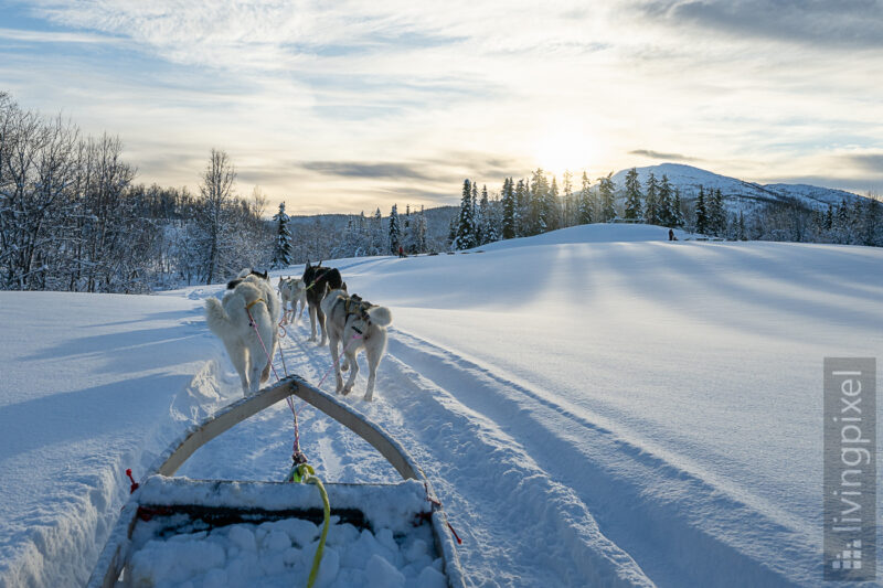 Husky-Tour in den Sonnenuntergang