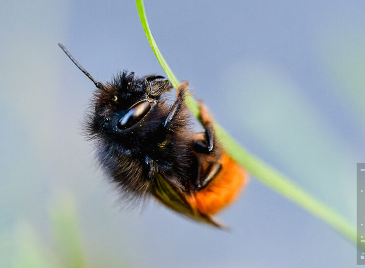 Gehörnte Mauerbiene (European orchard bee)