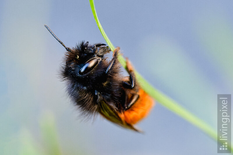 Gehörnte Mauerbiene (European orchard bee)