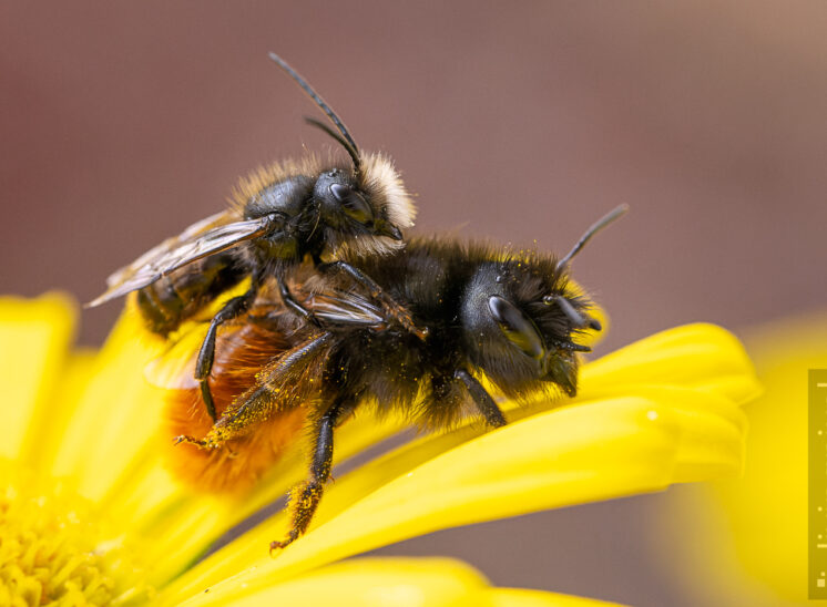 Gehörnte Mauerbiene (European orchard bee)