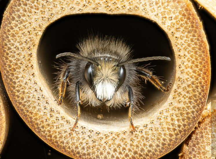 Gehörnte Mauerbiene / Männchen (European orchard bee / male)