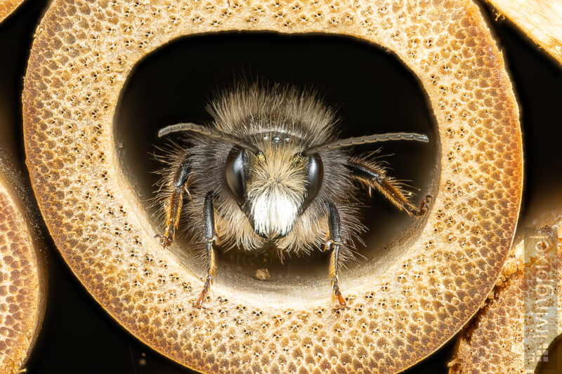 Gehörnte Mauerbiene / Männchen (European orchard bee / male)