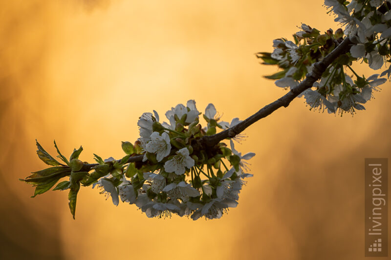 Frühling: Kirschblüten im Sonnenuntergang