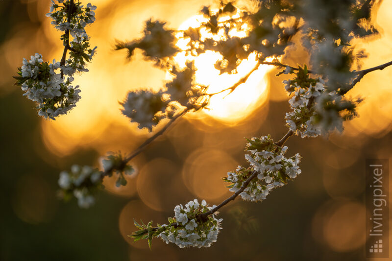 Frühling: Kirschblüten im Sonnenuntergang