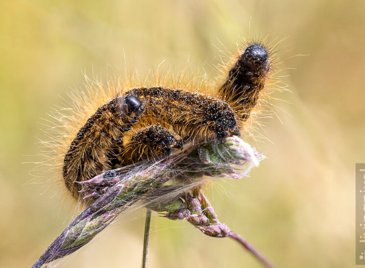 Raupe Wolfsmilch-Ringelspinner (Malacosoma castrense)