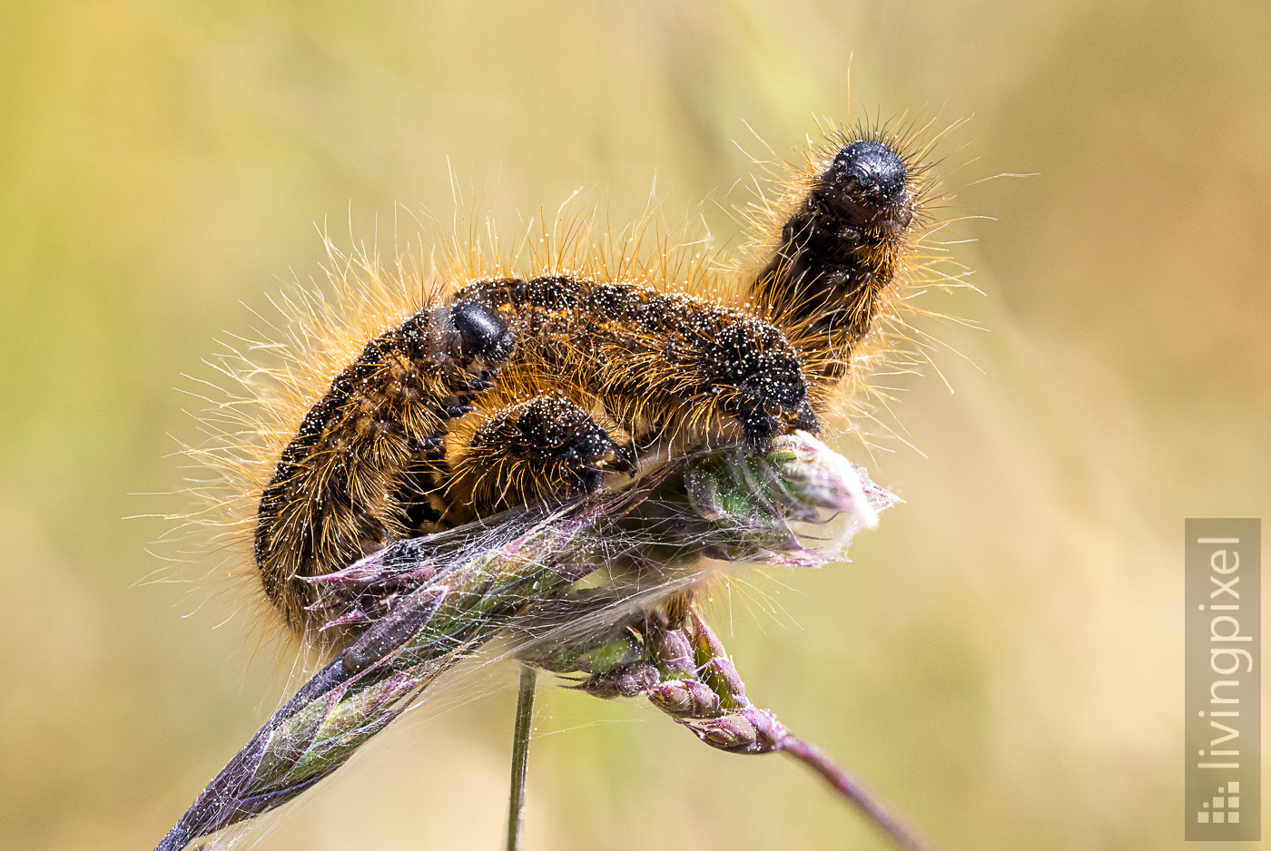 Raupe Wolfsmilch-Ringelspinner (Malacosoma castrense)