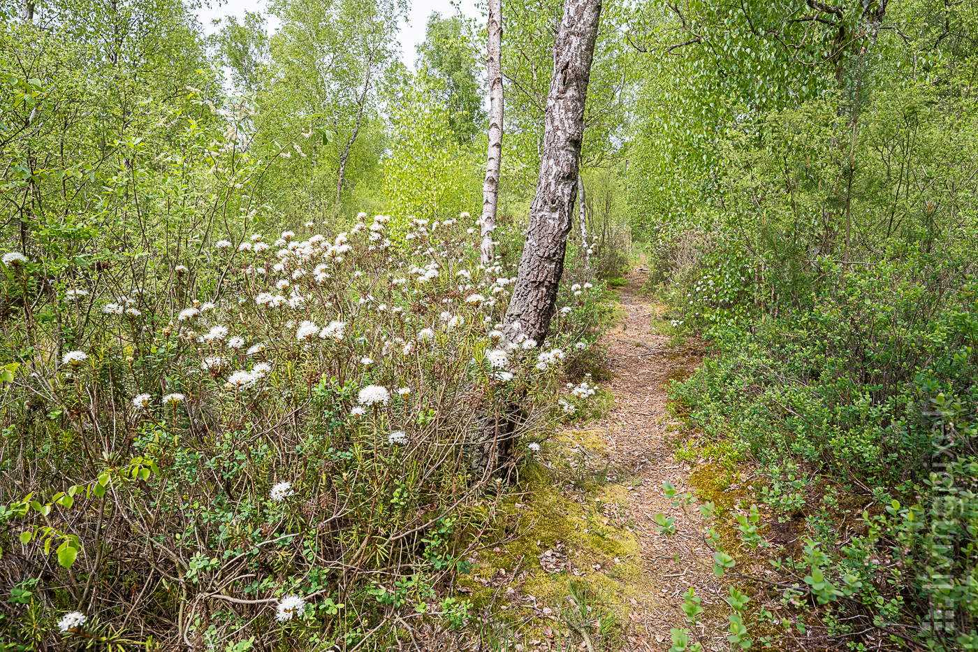 Sumpfporst (Rhododendron tomentosum)